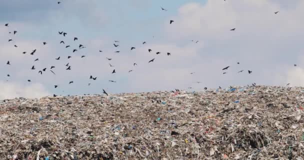 Colline della spazzatura in discarica nella contea del terzo mondo non riciclata con uccelli che sorvolano . — Video Stock