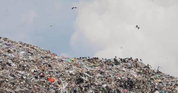 Rebanho de corvos comer sentar e voar sobre enorme monte de lixo no problema de reciclagem de despejo . — Vídeo de Stock