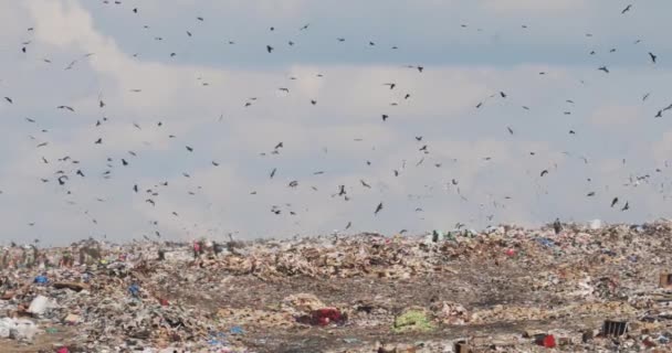 Personas y aves en un enorme vertedero de basura en un país no reciclado del tercer mundo . — Vídeos de Stock