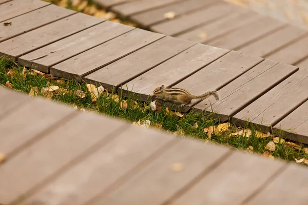 A close-up of a cute chipmunk sitting on a bench with a soft-focus green background — Stock Photo, Image