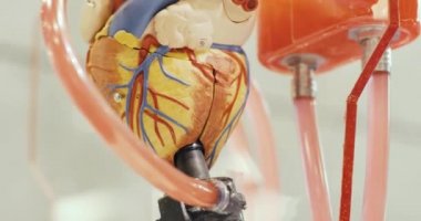 Oyuncak anatomik işleyen robotik insan kalp modeli sirküle sıvı ile.