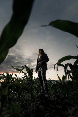 Genç işadamı gün batımında gri bir takım elbiseyle bir tarlada duruyor. Mısır tarlasında uzun saçlı sarışın.