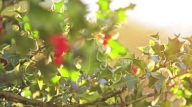 Çobanpüskülü aquifolium (ortak, İngilizce, Avrupa veya zaman zaman Noel holly), holly Batı ve Güney Avrupa, kuzeybatı Afrika ve Güneybatı Asya tür olduğunu.