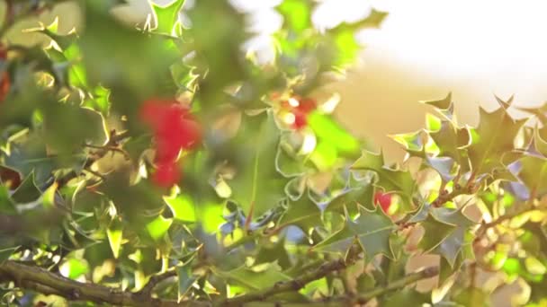 Ilex aquifolium est une espèce de houx originaire d'Europe occidentale et méridionale, du nord-ouest de l'Afrique et du sud-ouest de l'Asie. . — Video