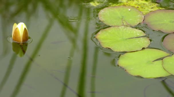 Nymphaea is genus of hardy and tender aquatic plants in family Nymphaeaceae. Genus has cosmopolitan distribution. Plants of genus are known commonly as water lilies. — Stock Video