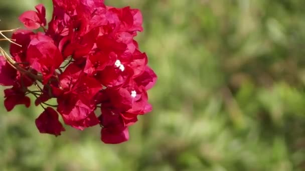 Bougainvillea также известны как buganvilla, bugambilia, bouganvilla, pokok bunga kertas, bougenville, Napoleon, jahanamiya, veranera, trinitaria, Santa Rita, papelillo or primavera . — стоковое видео