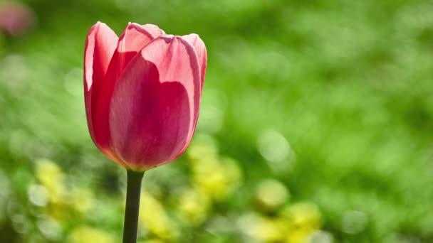 Laleler (Tulipa) bahar çiçekleri açan bitkisel bitkisel soğanlı jeofitler (depolama organı olarak ampuller) cinsini oluştururlar. Tulip, Liliaceae (zambak) ailesinin bir üyesidir.. — Stok video