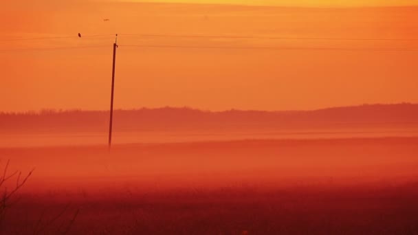 Słupy z drutów i ptaki siedzą na nich w polu, który jest pokryty mgłą. — Wideo stockowe