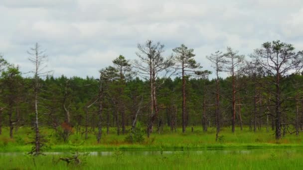 Panorama van moeras veld In Viru Raba in Lahemaa, Estland. — Stockvideo