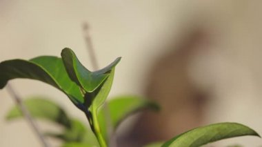 Babunlar, Afrika 'nın belirli bölgelerinde ve Arap Yarımadası' nda doğal olarak bulunan Cercopithecinae alt familyasının bir parçası olan Papio cinsine ait Eski Dünya maymunlarıdır..