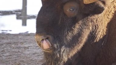 Amerikan bizon veya sadece bison da yaygın Amerikan buffalo ya da sade bir şekilde buffalo, bilinen, Kuzey Amerika'nın meralar büyük sürüler halinde bir kez dolaştı bizon Kuzey Amerika familyasından.