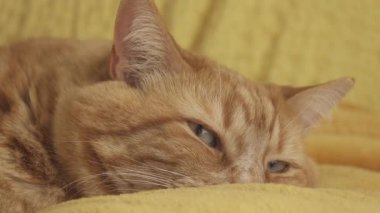 Kızıl saçlı şişman kedi rahat yumuşak yatakta dinleniyor.
