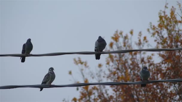 Grup gökyüzü karşı elektrik telleri üzerinde oturan güvercin. — Stok video