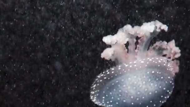 Phyllorhiza аорту є видів медузи, також відомий як плаваюча Белл, Австралійський плямистий медуз або білий плямистий медузи. Вона є рідною для тихого від Австралії до Японії. — стокове відео