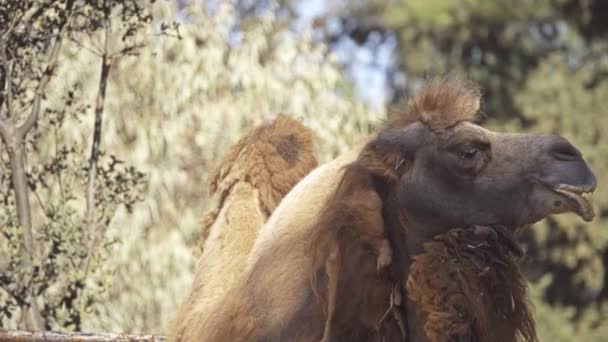 Kétpúpú teve (Camelus bactrianus) nagy, egyenletes-toed patás pusztáin Közép-Ázsiában őshonos. Kétpúpú teve két kapcsolódik gyakorol hátára, szemben egy púpos dromedár. — Stock videók