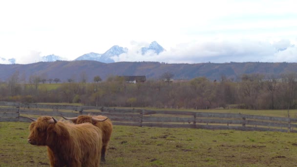 Yayla İskoç sığır ırkı sığırlar. Onlar uzun boynuzları ve renkli siyah, brindle, kırmızı, sarı, beyaz, gümüş veya dun vardır uzun dalgalı kat var ve onlar için öncelikle onların et yetiştirilir. — Stok video