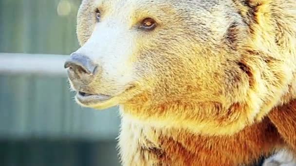 Bruine beer (Ursus arctos) is beer die is gevonden in heel veel van noordelijk Eurazië en Noord-Amerika. — Stockvideo