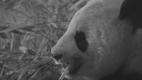 Reuzenpanda (Ailuropoda melanoleuca, zwart-witte kat-voet), ook bekend als panda beer of gewoon panda, is inheems in het zuiden van Centraal China Beer. — Stockvideo