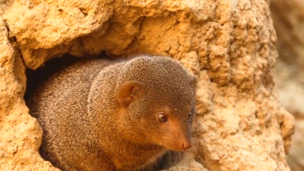 Common dwarf mongoose (Helogale parvula), sometimes just called dwarf mongoose, is small African carnivore belonging to mongoose family (Herpestidae). — Stock Video