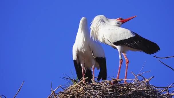 Cigüeñas blancas se sientan en un nido que está en un árbol alto, contra un cielo azul — Vídeo de stock