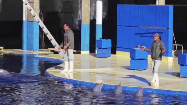 Μαδρίτη, Ισπανία - 12 Δεκεμβρίου 2017: Αναπαράσταση με δελφίνια στο ζωολογικό κήπο Aguarium. — Αρχείο Βίντεο