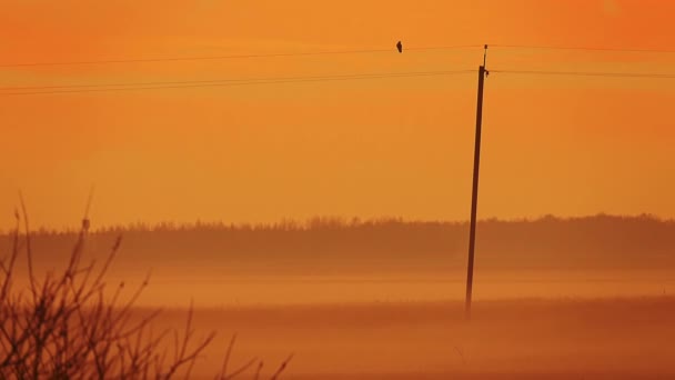 Poteaux électriques avec des fils et des oiseaux assis sur eux dans un champ qui est couvert de brouillard . — Video