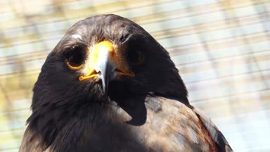 Harris'in hawk (Parabuteo unicinctus) olarak hawk, bay kanatlı veya gölgeli 's güneybatı Amerika Birleşik Devletleri Güney Şili, merkezi Arjantin ve Brezilya için doğurmak orta-büyük kuş bir yırtıcı.