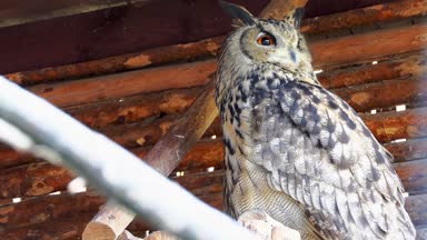 Avrasya kartal-baykuş (Bubo bubo) çok Avrasya'nın bulunduğu kartal baykuş türüdür. Ayrıca Avrupa kartal baykuş denir ve Avrupa'da, bazen sadece kartal baykuş için kısaltılır..