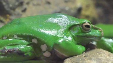 Çin uçan kurbağa ya da Çin kayma kurbağa (Rhacophorus dennysi) familyasına ait bir Rhacophoridae Çin, Laos, Burma ve Vietnam bulunan aile ağaç kurbağası.