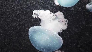 Phyllorhiza punctata olduğunu tür denizanası, olarak da bilinen yüzen bell, Avustralya benekli denizanası veya Beyaz benekli denizanası. Batı Pasifik için yerli Avustralya Japonya.