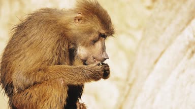 Babunlar, Afrika 'nın belirli bölgelerinde ve Arap Yarımadası' nda doğal olarak bulunan Cercopithecinae alt familyasının bir parçası olan Papio cinsine ait Eski Dünya maymunlarıdır..