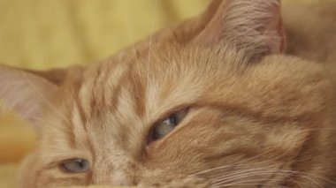 Kızıl saçlı şişman kedi rahat yumuşak yatakta dinleniyor.