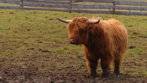 Yayla İskoç sığır ırkı sığırlar. Onlar uzun boynuzları ve renkli siyah, brindle, kırmızı, sarı, beyaz, gümüş veya dun vardır uzun dalgalı kat var ve onlar için öncelikle onların et yetiştirilir. — Stok video