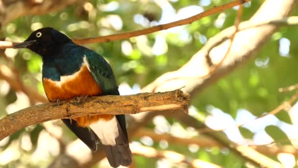 ツキノワテリムク (Lamprotornis 超大型バス) は、鳥のムクドリの家族のメンバーです。Spreo 超大型バスは旧称. — ストック動画