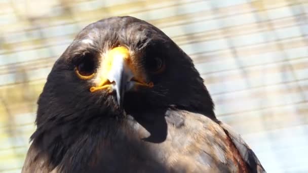 Harris hawk (Parabuteo unicinctus) som bay-winged eller smutsvitt hawk, är medelstora stora rovfågel som häckar från sydvästra USA söderut till Chile, centrala Argentina och Brasilien. — Stockvideo