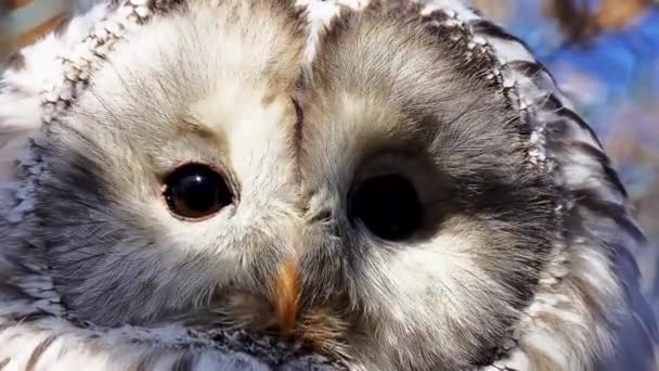 Ural owl (Strix uralensis) is medium-sized nocturnal owl of genus Strix, with up to 15 subspecies found in Europe and northern Asia. — Stock Video