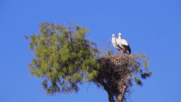 Bílý čáp sedí v hnízdě, které je na vysoký strom, proti modré obloze — Stock video