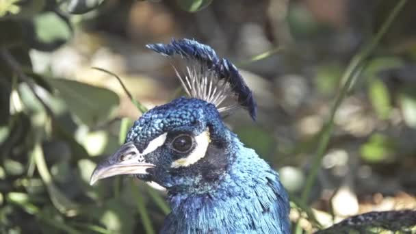 Peafowl indio o peafowl azul (Pavo cristatus), un ave grande y de colores brillantes, es una especie de peafowl nativa del sur de Asia, pero introducida en muchas otras partes del mundo. . — Vídeo de stock