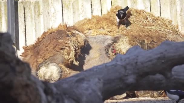 Magpies eurasianos picam a carne da barriga de um camelo doentio de duas corcundas. O camelo bactriano (Camelus bactrianus) é um grande ungulado, de dedos pares, nativo das estepes da Ásia Central. . — Vídeo de Stock