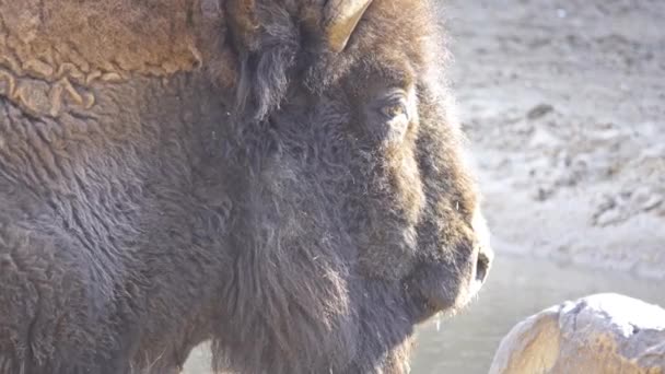American bison or simply bison, also commonly known as American buffalo or simply buffalo, is North American species of bison that once roamed grasslands of North America in massive herds. — Stock Video