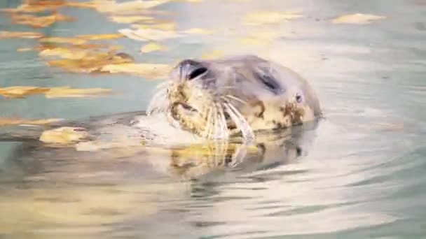 La foca gris (Halichoerus grypus, cerdo de mar de nariz enganchada) se encuentra en ambas orillas del Océano Atlántico Norte. Es un gran sello de la familia Phocidae o sellos verdaderos . — Vídeos de Stock