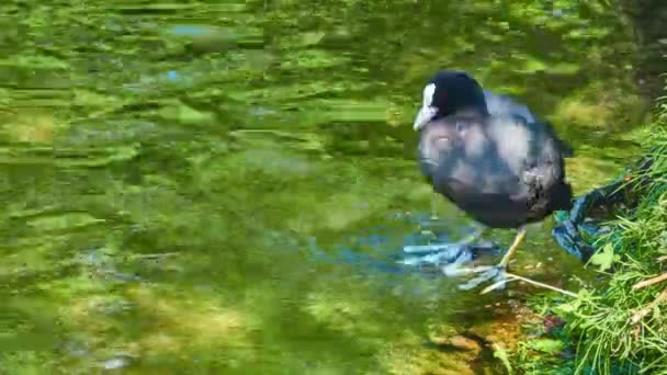 Lyska černá (Fulica atra), společné lyska, je členem železniční a Chřástal pták, krátkokřídlých. Vyskytuje se v Evropě, Asii, Austrálii a některých částech Afriky. — Stock video