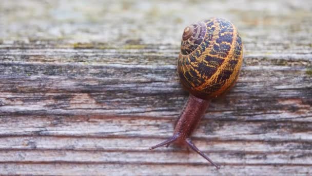 Helix pomatia, nomi comuni lumaca romana, lumaca borgognona, lumaca commestibile o escargot, è una specie di grande, commestibile, chiocciola di terra aria respirabile, mollusco gasteropode polmonato terrestre della famiglia Helicidae . — Video Stock