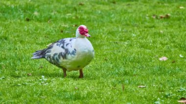 Moscovy ördeği (Cairina moschata), ördekgiller (Felidae) familyasından bir ördek türü. Amerika Birleşik Devletleri 'nde küçük vahşi ve vahşi üreme toplulukları kurulmuştur..