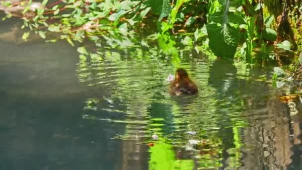 Piccoli Anatroccoli Nuotano Lungo Piccolo Canale Nel Parco Cittadino Estivo — Video Stock