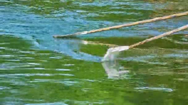 Движение гребных каноэ по поверхности воды — стоковое видео
