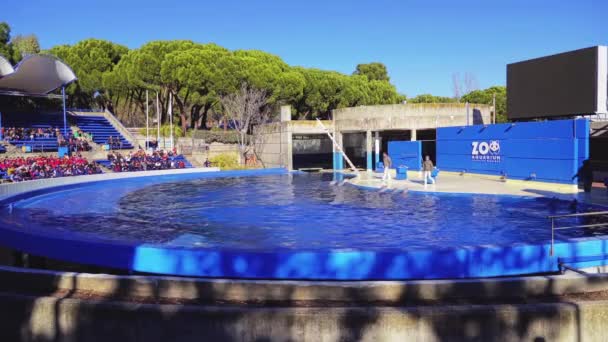 Madrid, Spanje - 12 December 2017: Vertegenwoordiging met dolfijnen in Zoo Aguarium. — Stockvideo