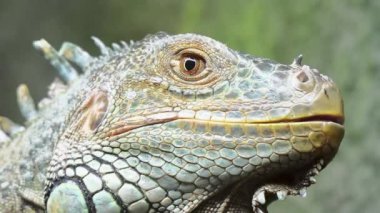 Cinemagraph döngü: yeşil iguana,, olarak da bilinen Amerikan iguana, kertenkele cins Iguana büyük, ağaç, çoğunlukla otçul tür olduğunu. Orta, Güney Amerika ve Karayipler için yerel.