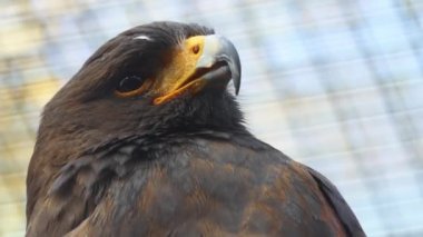 Harris'in hawk (Parabuteo unicinctus) olarak hawk, bay kanatlı veya gölgeli 's güneybatı Amerika Birleşik Devletleri Güney Şili, merkezi Arjantin ve Brezilya için doğurmak orta-büyük kuş bir yırtıcı.
