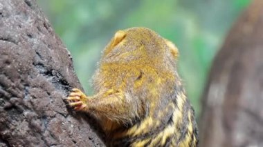 Küçük familyasına ait yeni dünya maymun Batı Amazon Havzası Güney Amerika yağmur ormanları için yerel bir cüce marmoset (Cebuella pygmaea).